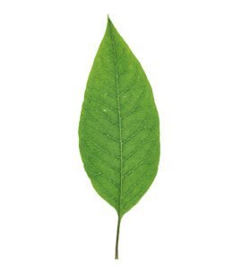 alijardin sostenibilidad