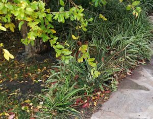 sostenibilidad alijardín