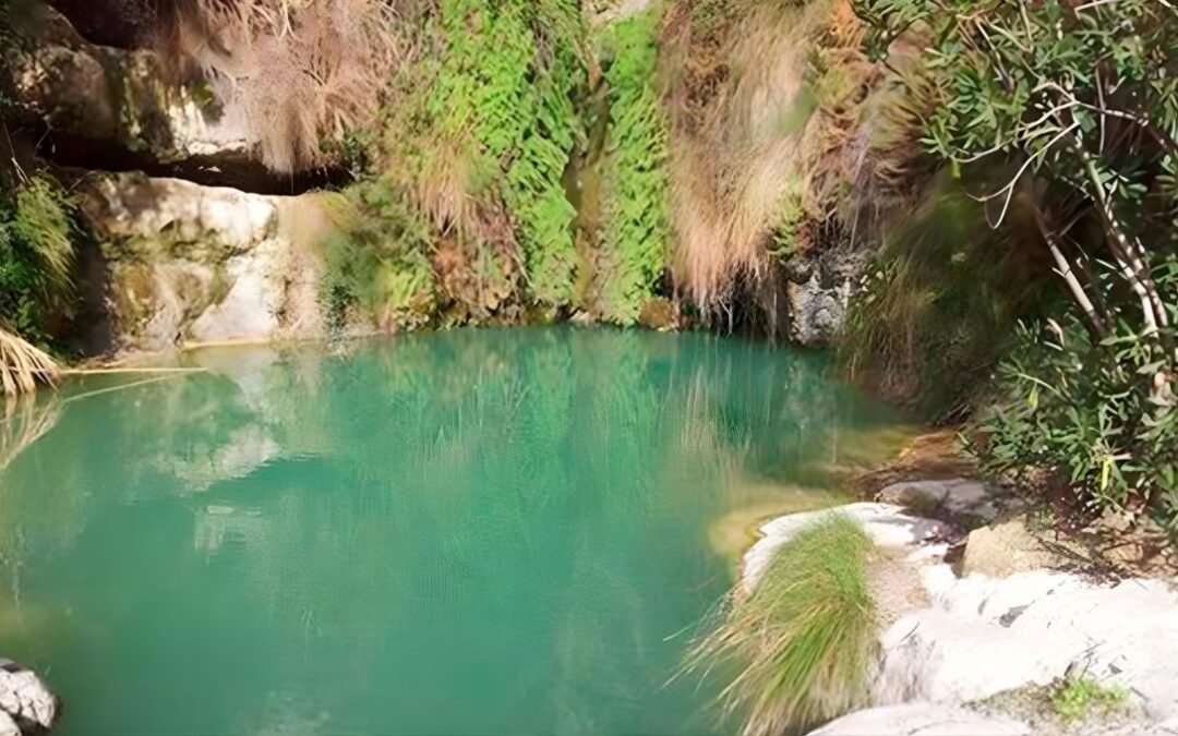 Repoblación Ayuntamiento de Jijona (Alicante)