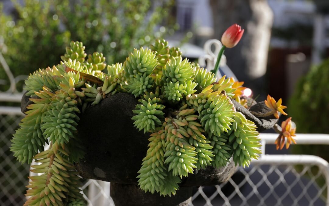 Xerojardinería: el arte de diseñar con la escasez
